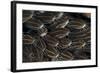 Schooling Striped Catfish (Plotosus Lineatus), Tulamben, Bali, Indonesia-null-Framed Photographic Print