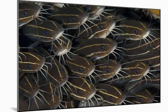 Schooling Striped Catfish (Plotosus Lineatus), Tulamben, Bali, Indonesia-null-Mounted Photographic Print