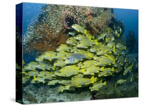 Schooling Sweetlip Fish Swim Past Coral Reef, Raja Ampat, Indonesia-Jones-Shimlock-Stretched Canvas