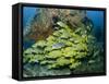 Schooling Sweetlip Fish Swim Past Coral Reef, Raja Ampat, Indonesia-Jones-Shimlock-Framed Stretched Canvas