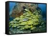 Schooling Sweetlip Fish Swim Past Coral Reef, Raja Ampat, Indonesia-Jones-Shimlock-Framed Stretched Canvas