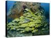 Schooling Sweetlip Fish Swim Past Coral Reef, Raja Ampat, Indonesia-Jones-Shimlock-Stretched Canvas
