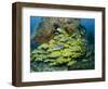 Schooling Sweetlip Fish Swim Past Coral Reef, Raja Ampat, Indonesia-Jones-Shimlock-Framed Photographic Print