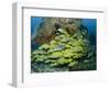 Schooling Sweetlip Fish Swim Past Coral Reef, Raja Ampat, Indonesia-Jones-Shimlock-Framed Photographic Print