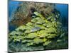 Schooling Sweetlip Fish Swim Past Coral Reef, Raja Ampat, Indonesia-Jones-Shimlock-Mounted Photographic Print