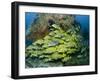 Schooling Sweetlip Fish Swim Past Coral Reef, Raja Ampat, Indonesia-Jones-Shimlock-Framed Photographic Print