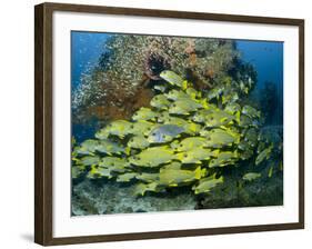 Schooling Sweetlip Fish Swim Past Coral Reef, Raja Ampat, Indonesia-Jones-Shimlock-Framed Photographic Print