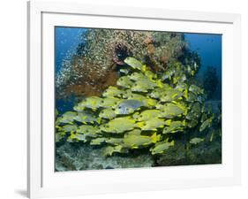 Schooling Sweetlip Fish Swim Past Coral Reef, Raja Ampat, Indonesia-Jones-Shimlock-Framed Photographic Print