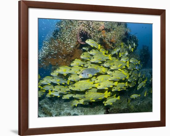 Schooling Sweetlip Fish Swim Past Coral Reef, Raja Ampat, Indonesia-Jones-Shimlock-Framed Photographic Print