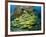 Schooling Sweetlip Fish Swim Past Coral Reef, Raja Ampat, Indonesia-Jones-Shimlock-Framed Photographic Print