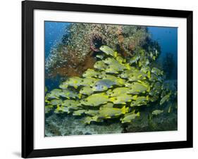 Schooling Sweetlip Fish Swim Past Coral Reef, Raja Ampat, Indonesia-Jones-Shimlock-Framed Photographic Print