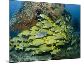 Schooling Sweetlip Fish Swim Past Coral Reef, Raja Ampat, Indonesia-Jones-Shimlock-Mounted Photographic Print