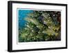 Schooling Sweetlips with Glassfish-Jones-Shimlock-Framed Giclee Print