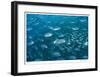 Schooling Trevally-Jones-Shimlock-Framed Giclee Print