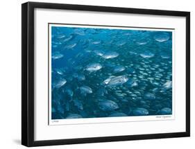 Schooling Trevally-Jones-Shimlock-Framed Giclee Print