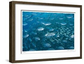 Schooling Trevally-Jones-Shimlock-Framed Giclee Print