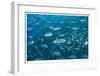 Schooling Trevally-Jones-Shimlock-Framed Giclee Print