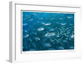 Schooling Trevally-Jones-Shimlock-Framed Giclee Print