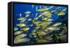 Schooling Yellow-Striped Goatfish (Mulloidichthys Vanicolensis). Great Barrier Reef-Louise Murray-Framed Stretched Canvas