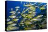 Schooling Yellow-Striped Goatfish (Mulloidichthys Vanicolensis). Great Barrier Reef-Louise Murray-Stretched Canvas