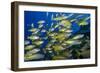 Schooling Yellow-Striped Goatfish (Mulloidichthys Vanicolensis). Great Barrier Reef-Louise Murray-Framed Photographic Print