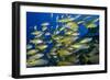 Schooling Yellow-Striped Goatfish (Mulloidichthys Vanicolensis). Great Barrier Reef-Louise Murray-Framed Photographic Print