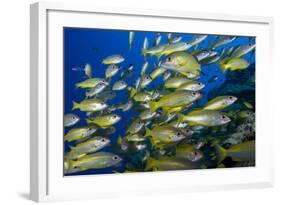 Schooling Yellow-Striped Goatfish (Mulloidichthys Vanicolensis). Great Barrier Reef-Louise Murray-Framed Photographic Print