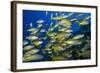 Schooling Yellow-Striped Goatfish (Mulloidichthys Vanicolensis). Great Barrier Reef-Louise Murray-Framed Photographic Print