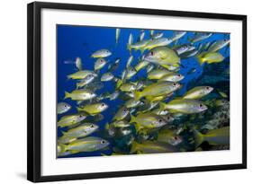 Schooling Yellow-Striped Goatfish (Mulloidichthys Vanicolensis). Great Barrier Reef-Louise Murray-Framed Photographic Print