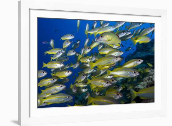 Schooling Yellow-Striped Goatfish (Mulloidichthys Vanicolensis). Great Barrier Reef-Louise Murray-Framed Photographic Print