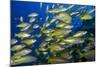 Schooling Yellow-Striped Goatfish (Mulloidichthys Vanicolensis). Great Barrier Reef-Louise Murray-Mounted Photographic Print