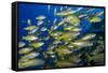 Schooling Yellow-Striped Goatfish (Mulloidichthys Vanicolensis). Great Barrier Reef-Louise Murray-Framed Stretched Canvas