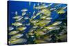 Schooling Yellow-Striped Goatfish (Mulloidichthys Vanicolensis). Great Barrier Reef-Louise Murray-Stretched Canvas