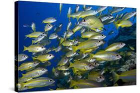 Schooling Yellow-Striped Goatfish (Mulloidichthys Vanicolensis). Great Barrier Reef-Louise Murray-Stretched Canvas