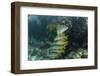 Schoolmaster, Half Moon Caye, Lighthouse Reef, Atoll, Belize-Pete Oxford-Framed Photographic Print