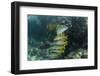 Schoolmaster, Half Moon Caye, Lighthouse Reef, Atoll, Belize-Pete Oxford-Framed Photographic Print