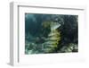 Schoolmaster, Half Moon Caye, Lighthouse Reef, Atoll, Belize-Pete Oxford-Framed Photographic Print