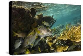 Schoolmaster in Elkhorn Coral, Hol Chan Marine Reserve, Belize-Pete Oxford-Stretched Canvas