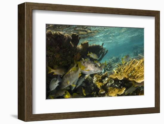 Schoolmaster in Elkhorn Coral, Hol Chan Marine Reserve, Belize-Pete Oxford-Framed Photographic Print
