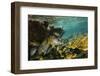 Schoolmaster in Elkhorn Coral, Hol Chan Marine Reserve, Belize-Pete Oxford-Framed Photographic Print