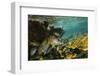 Schoolmaster in Elkhorn Coral, Hol Chan Marine Reserve, Belize-Pete Oxford-Framed Photographic Print