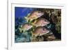 Schoolmaster snapper school in the reef, Little Cayman island, Cayman Islands, Caribbean-Jordi Chias-Framed Photographic Print