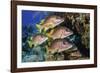 Schoolmaster snapper school in the reef, Little Cayman island, Cayman Islands, Caribbean-Jordi Chias-Framed Photographic Print