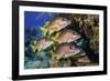 Schoolmaster snapper school in the reef, Little Cayman island, Cayman Islands, Caribbean-Jordi Chias-Framed Photographic Print