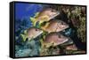 Schoolmaster snapper school in the reef, Little Cayman island, Cayman Islands, Caribbean-Jordi Chias-Framed Stretched Canvas