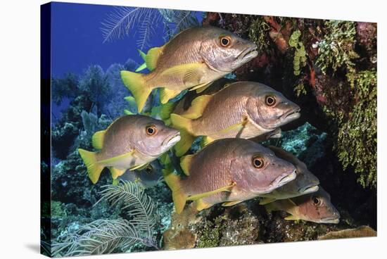 Schoolmaster snapper school in the reef, Little Cayman island, Cayman Islands, Caribbean-Jordi Chias-Stretched Canvas