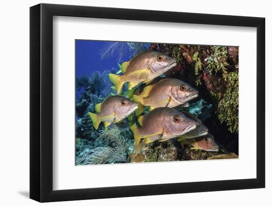 Schoolmaster snapper school in the reef, Little Cayman island, Cayman Islands, Caribbean-Jordi Chias-Framed Photographic Print