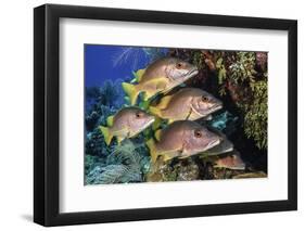 Schoolmaster snapper school in the reef, Little Cayman island, Cayman Islands, Caribbean-Jordi Chias-Framed Photographic Print