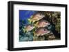 Schoolmaster snapper school in the reef, Little Cayman island, Cayman Islands, Caribbean-Jordi Chias-Framed Photographic Print