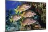 Schoolmaster snapper school in the reef, Little Cayman island, Cayman Islands, Caribbean-Jordi Chias-Mounted Photographic Print